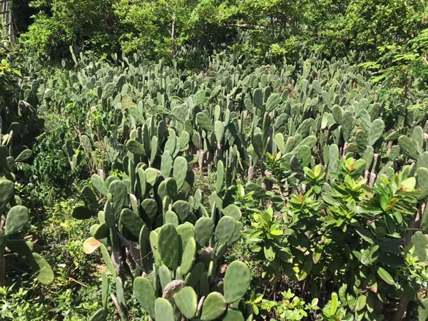 Loại cây trồng làm cảnh, tưởng không ăn được, nay thành đặc sản ngon và bổ dưỡng nổi tiếng khắp vùng, 25.000 đồng/kg