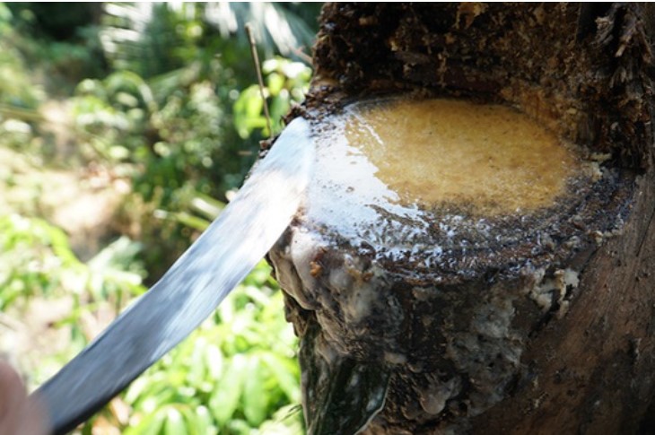 'Đệ nhất tửu giữa rừng già' - loại rượu vạn người mê chảy ra từ ngọn cây