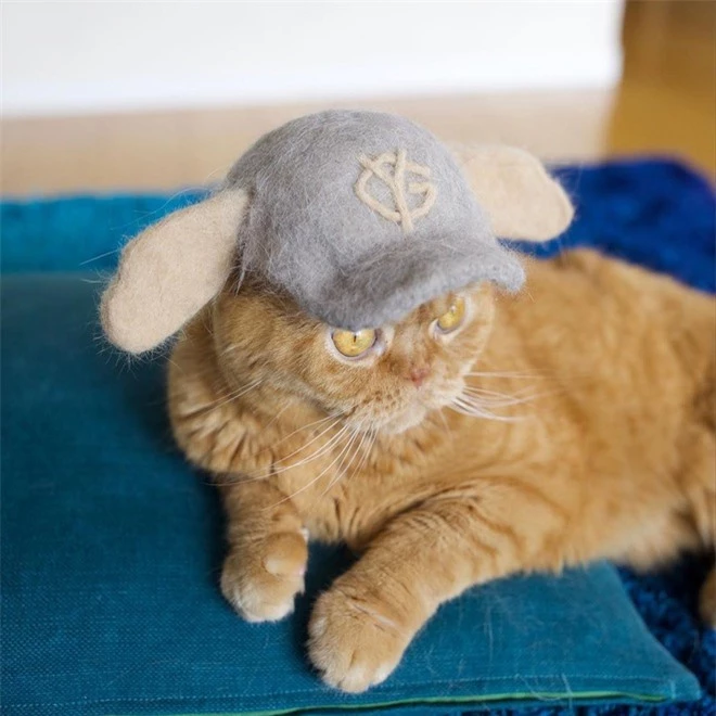 Chải ra cả tấn lông thừa, cặp vợ chồng hô biến chúng thành những chiếc mũ siêu đáng yêu cho mèo nhà mình - Ảnh 11.