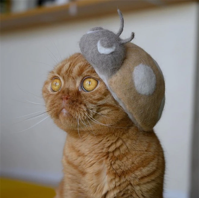Chải ra cả tấn lông thừa, cặp vợ chồng hô biến chúng thành những chiếc mũ siêu đáng yêu cho mèo nhà mình - Ảnh 15.