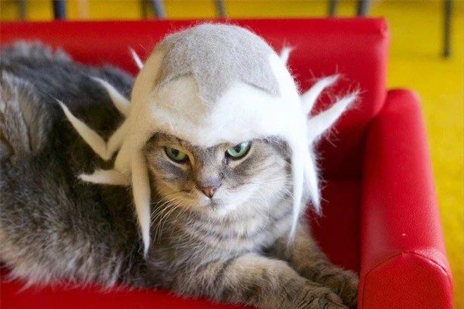 Chải ra cả tấn lông thừa, cặp vợ chồng hô biến chúng thành những chiếc mũ siêu đáng yêu cho mèo nhà mình - Ảnh 5.