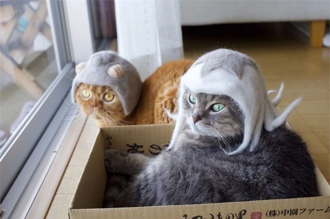 Chải ra cả tấn lông thừa, cặp vợ chồng hô biến chúng thành những chiếc mũ siêu đáng yêu cho mèo nhà mình - Ảnh 6.