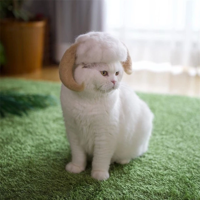Chải ra cả tấn lông thừa, cặp vợ chồng hô biến chúng thành những chiếc mũ siêu đáng yêu cho mèo nhà mình - Ảnh 8.
