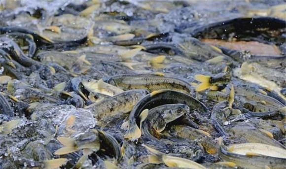 hồ tây tạng, hồ nước, thánh hồ