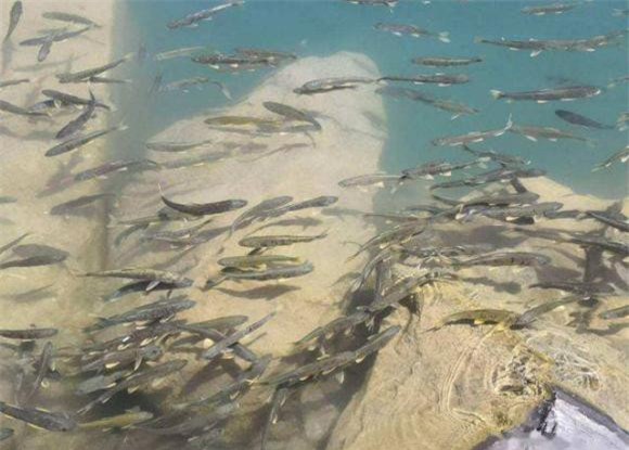 hồ tây tạng, hồ nước, thánh hồ