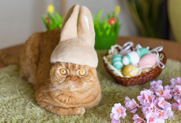 Chải ra cả tấn lông thừa, cặp vợ chồng hô biến chúng thành những chiếc mũ siêu đáng yêu cho mèo nhà mình