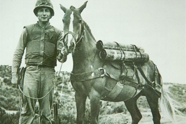 Những con vật được phong tước hiệu vì lòng dũng cảm trong chiến đấu