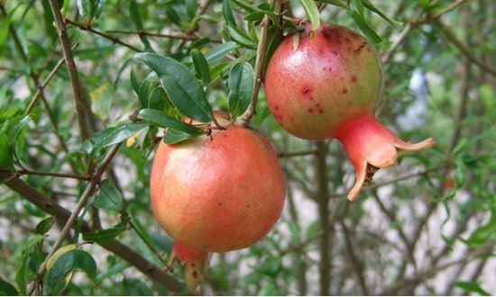 Lo&#x1EA1;i qu&#x1EA3; ng&#x1B0;&#x1EDD;i &#x1EA4;n &#x110;&#x1ED9; coi l&#xE0; &quot;qu&#x1EA3; tr&#x1B0;&#x1EDD;ng sinh&quot;, ch&#x1EE9;a ch&#x1EA5;t ch&#x1ED1;ng oxy h&#xF3;a g&#x1EA5;p 3 l&#x1EA7;n tr&#xE0; xanh, dinh d&#x1B0;&#x1EE1;ng g&#x1EA5;p &#x111;&#xF4;i t&#xE1;o