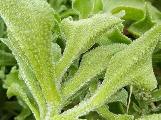 Loại rau có lượng canxi gấp 6 lần sữa chua, giá lên tới 150.000 đồng/kg, lùng mua cũng khó