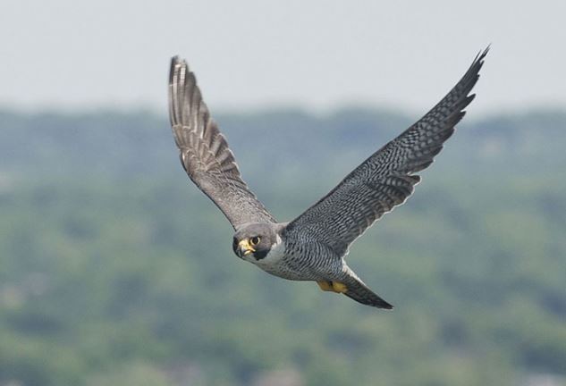 10 'ông hoàng tốc độ' trong thế giới động vật