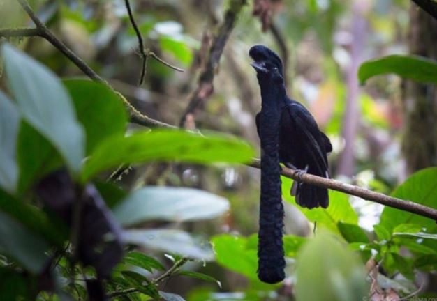 Hú hồn với những loài động vật bị 'lỗi' ngay từ khâu tạo hình của mẹ thiên nhiên