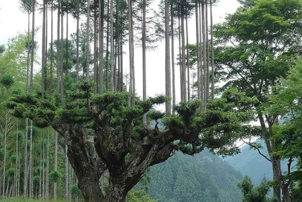 Tìm hiểu về kỹ thuật trồng cây cổ xưa Daisugi giúp tạo ra nhiều cây gỗ mới từ một gốc cây