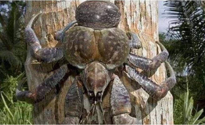 Là loài cua lớn nhất trên cạn, càng cua dễ dàng bẻ gãy cả trái dừa, ăn ngon đến mức bị đe doạ tuyệt chủng