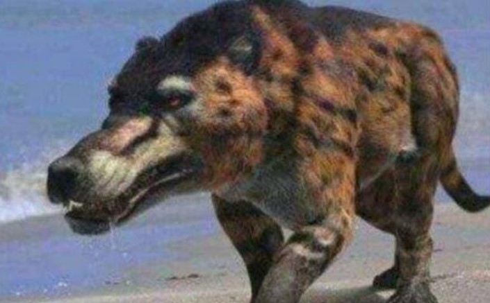 Loài 'sói đầu lừa' đã tuyệt chủng 500.000 năm nay đang xuất hiện trở lại, nó đang cảnh báo điều gì?