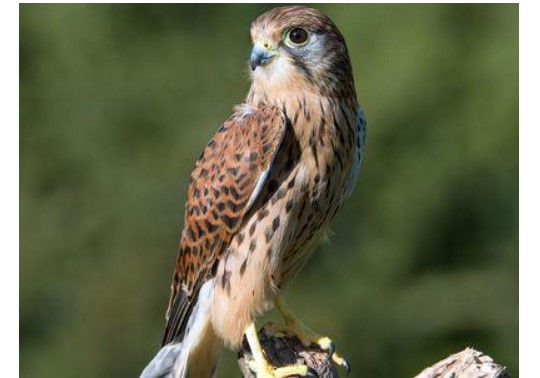 Cận cảnh loài chim giá nửa tỷ, được đặc cách cấp hộ chiếu riêng và đi máy bay khoang hạng nhất