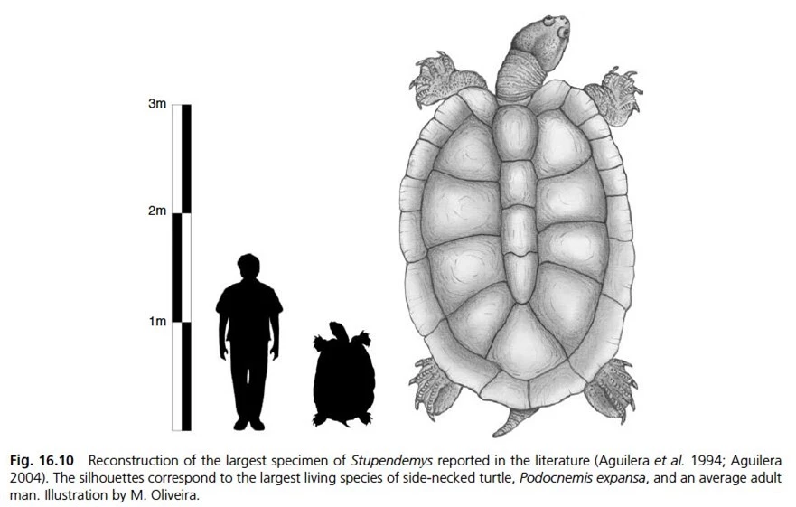 Hóa ra "cụ" rùa chở thầy trò Đường Tăng qua sông có thật: Dài 5m, nặng vài tấn, chỉ có một thiên địch - Ảnh 3.