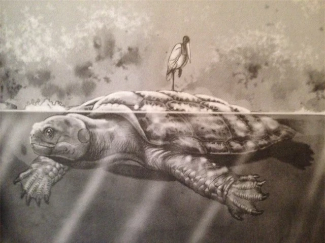 Hóa ra "cụ" rùa chở thầy trò Đường Tăng qua sông có thật: Dài 5m, nặng vài tấn, chỉ có một thiên địch - Ảnh 4.