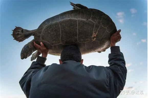Hóa ra "cụ" rùa chở thầy trò Đường Tăng qua sông có thật: Dài 5m, nặng vài tấn, chỉ có một thiên địch - Ảnh 6.