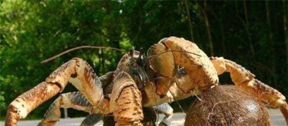cua-can (1).jpeg 2 cua cạn, cua dừa, trái dừa, khám phá sinh vật