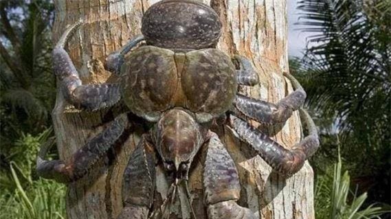 cua-can (1).jpeg 3 cua cạn, cua dừa, trái dừa, khám phá sinh vật