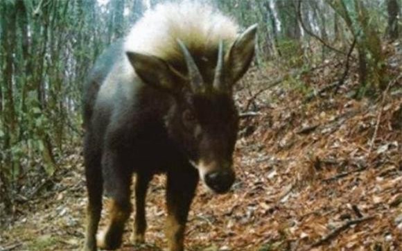 soi-dau-lua (1).jpeg 2 sói đầu lừa, động vật, khám phá khoa học