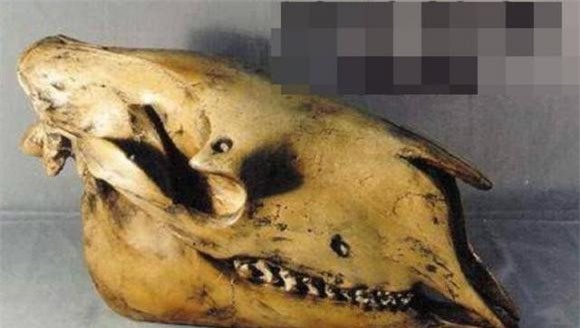 soi-dau-lua (1).jpeg 1 sói đầu lừa, động vật, khám phá khoa học