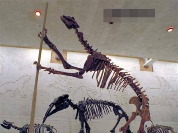 soi-dau-lua (1).jpeg 3 sói đầu lừa, động vật, khám phá khoa học