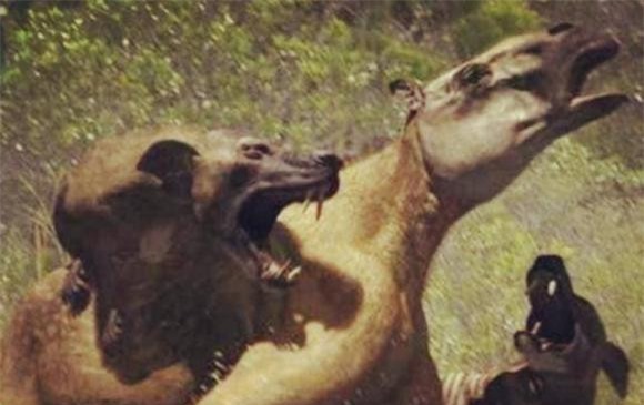 soi-dau-lua (1).jpeg 4 sói đầu lừa, động vật, khám phá khoa học