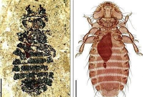 chay (1).jpeg 1 chấy, rận, sinh vật