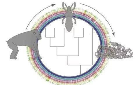 chay (1).jpeg 2 chấy, rận, sinh vật