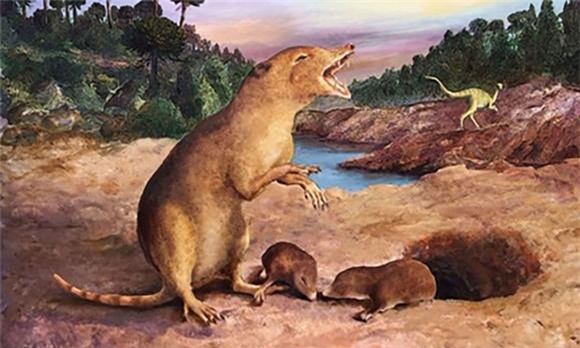 khám phá khoa học, chuột chù, động vật có vú