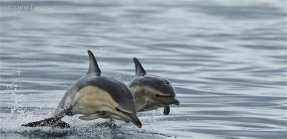 ca-heo (1).jpg 0 cá heo, biến thái, khám phá khoa học