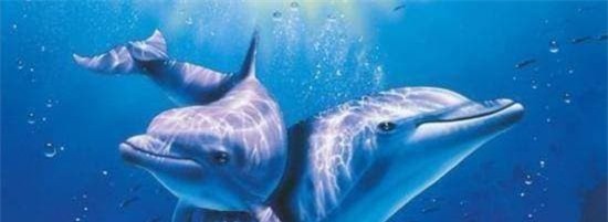 ca-heo (1).jpg 2 cá heo, biến thái, khám phá khoa học