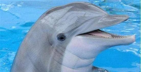 ca-heo (1).jpg 3 cá heo, biến thái, khám phá khoa học