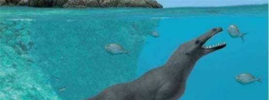 ca-heo (1).jpg 4 cá heo, biến thái, khám phá khoa học