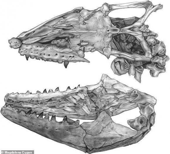 thằn lằn, hóa thạch, khám phá khoa học