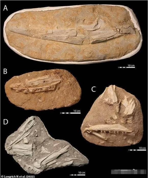 thằn lằn, hóa thạch, khám phá khoa học