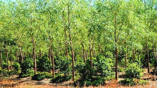 Thứ gỗ quý hiếm được ví là “Vương mộc”, ở Việt Nam không hiếm, giá hàng chục triệu đồng/kg - 1