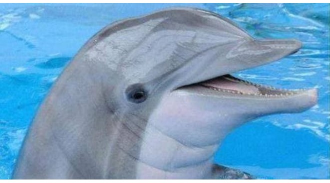 Tại sao cá heo được gọi là biến thái? Từ cách giao phối, các chuyên gia: có những đặc điểm của con người