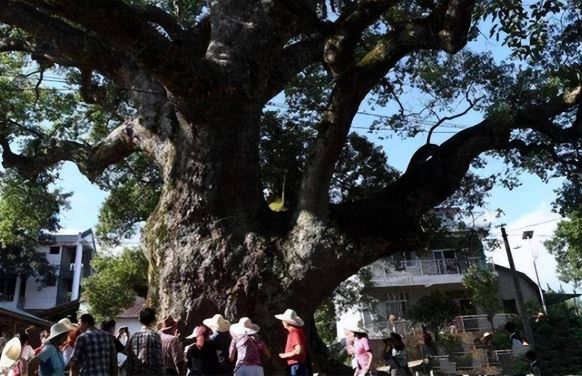 Bí ẩn 'cây ôm tượng Phật' ở Trung Quốc: Chuyên gia giải mã từ câu chuyện già làng kể lại