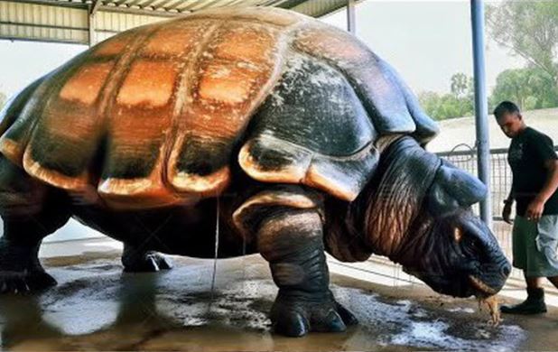 Cứ ngỡ 'cụ rùa' Tây Du Ký là tưởng tượng, hóa ra 'bản real' dài 5m từng sống trên Trái đất