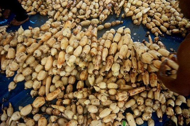 Loại củ giá chỉ 40.000 đồng/kg, nó được ví là 'nhân sâm của người nghèo', tiếc là ít người biết ăn