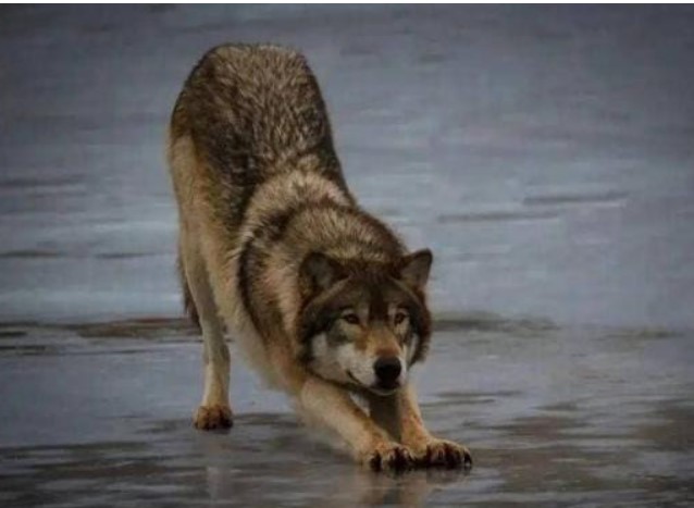 Chó thường nằm co chân trước, chổng mông lên trời rất cao, chúng đang thể hiện điều gì?