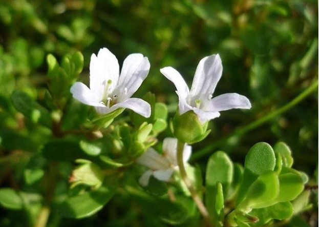 Nó mệnh danh là 'rau của trí tuệ', được dân thành phố săn lùng vì ngon và tốt cho não bộ, giá 100.000 đồng/kg