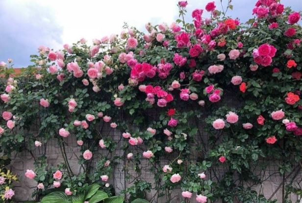 3 loại cây vừa sang vừa đẹp lại vừa chống trộm không lo mất đồ: Nhà giàu ai cũng thích trồng trước cửa