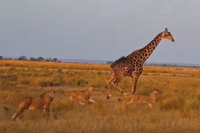 CLIP: Bị 20 sư tử truy sát, hươu cao cổ vẫn thoát chết thần kỳ