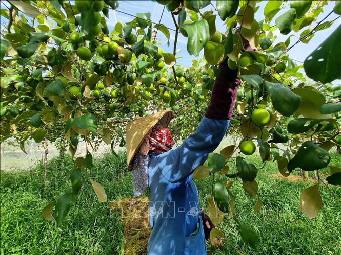 Nhân rộng mô hình nông nghiệp ứng dụng công nghệ cao