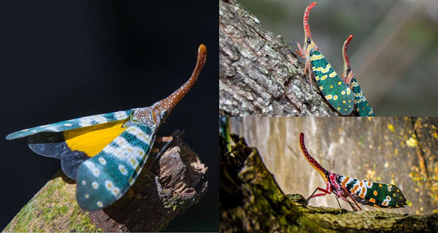 Việt Nam sở hữu loài ‘voi biết bay’ kỳ lạ nhất thế giới, là sát thủ máu lạnh ẩn sau vẻ đẹp lộng lẫy