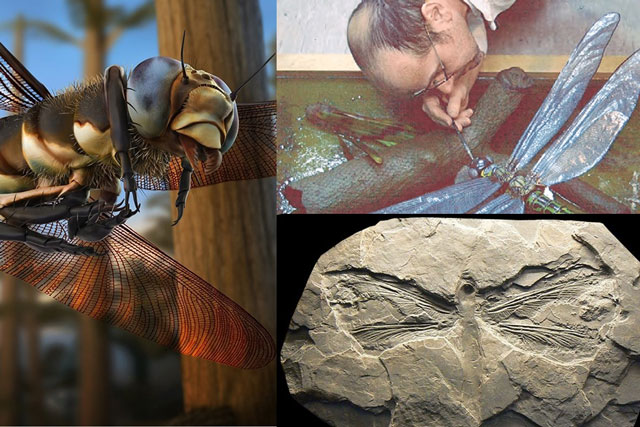 Tìm ra loài côn trùng lớn nhất từng xuất hiện trên Trái đất, giống hệt 1 loài quen thuộc ở Việt Nam