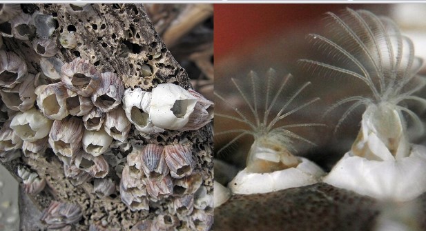 Loài vật có 'của quý' lớn nhất thế giới: Gắn với địa danh nổi tiếng Việt Nam, là nỗi ám ảnh của ngành hàng hải